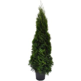 Harilik elupuu Smaragd Ø 31 cm
