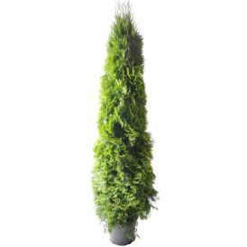 Harilik elupuu Smaragd Ø 31 cm