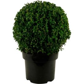 Harilik pukspuu Ø 30 cm