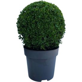 Harilik pukspuu Ø 26 cm