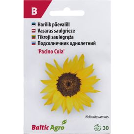 Päevalill Baltic Agro ‘Pacino Cola’