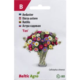 Aster Baltic Agro ‘Fan’
