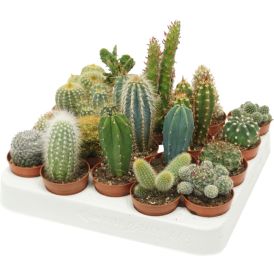 Kaktus Mix Ø 5,5 cm