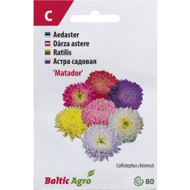 Aster ‘Matador’