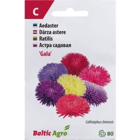 Aster ‘Gala’