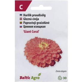Pruudisõlg ‘Giant Coral’