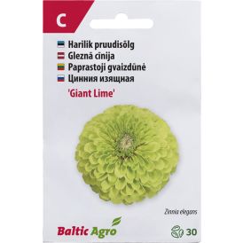Pruudisõlg ‘Giant Lime’