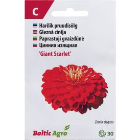 Pruudisõlg ‘Giant Scarlet’
