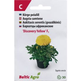 Peiulill ‘Discovery Yellow’