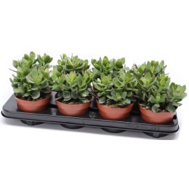 Portulak-turdleht Minova Magic Ø 12 cm