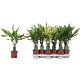 Lõhnav draakonipuu Mix Ø 11 cm