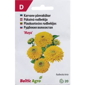 Päevakübar ‘Maya’