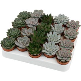 Soomuslehik Mix Ø 5,5 cm