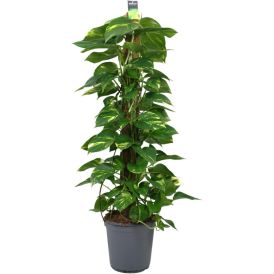 Kuld-nõelköis toel Ø 24 cm