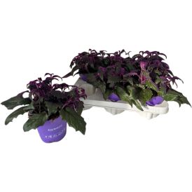 Sametlehik Gynura Ø 12 cm