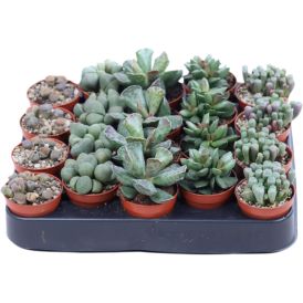 Kivilehik Mix Ø 5 cm