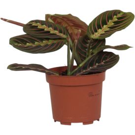 Valgeroodne maranta Ø 12