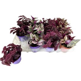 Tradeskantsia mix Ø 7 cm