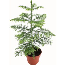 Kõrge araukaaria Ø 14 cm