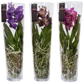 Vanda Lisanne Mix 70 cm
