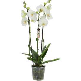 Kuuking Nottingham 3-vart Ø 12 cm