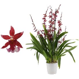 Kambria Barrocco 5-vart Ø 12 cm