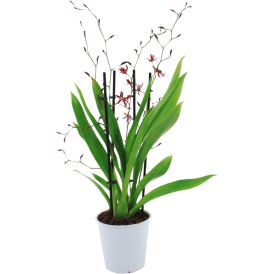 Orhidee Katsina Zoch 3 vart Ø 12 cm             