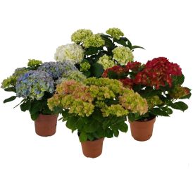 Hortensia valik Ø 14  cm