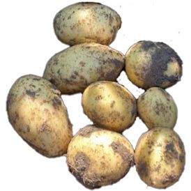 Seemnekartul Annegrete E 2,5 kg