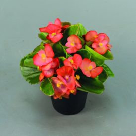 Begoonia mix Ø 9 cm
