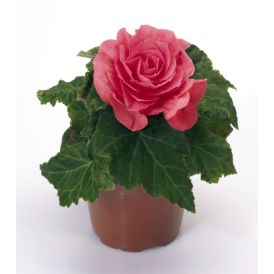 Mugulbegoonia