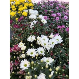 Krüsanteem mix Ø12 cm