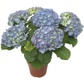 Suureleheline hortensia Ø 13 cm