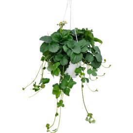 Maasika ampel Ø 25 cm