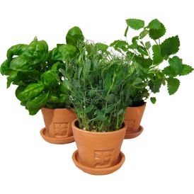 Maitsetaim salat Ø 8 cm