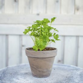Maitsetaim petersell Ø 8 cm
