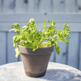 Maitsetaim aedspinat Ø 8 cm