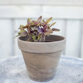 Maitsetaim punane bassilik Ø 8 cm