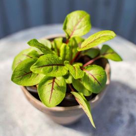 Maitsetaim väike oblikas Ø 8 cm