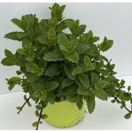 Piparmündi mix Ø 12 cm