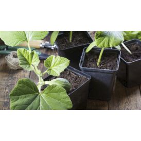 Kurk Sonada Ø 9 cm