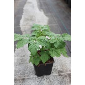 Tomat Maike Ø 9 cm