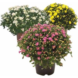 Pallkrüsanteem Mix Ø 15 cm