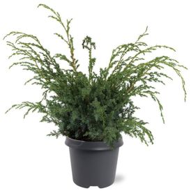 Hiina kadakas Blue Alps Ø 23 cm