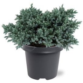 Kirju kadakas Blue Star