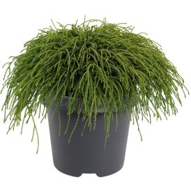 Tömbilehine ebaküpress Nana Gracilis