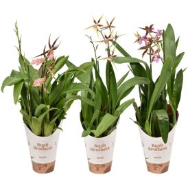 Ämblikkäpp Mix Ø 12 cm, 2 vart
