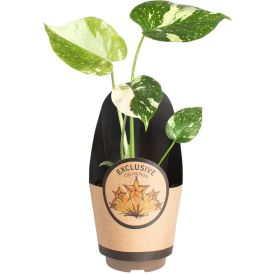 Monstera Thai Ø 17 cm