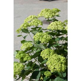 Hortensia Annabelle 3 l