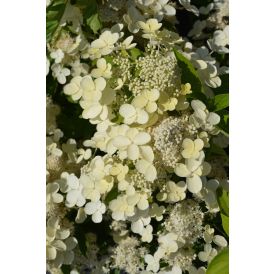 Aedhortensia Prime White